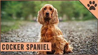 The Cocker Spaniel  Pet Dog Documentary [upl. by Riccardo]