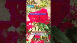 Beautiful Paradise Agro Farm Nepal dragonfruitfarming flowers gardening shorts foryou viral [upl. by Niel35]