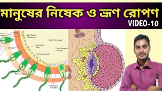 Process of Human Fertilization in Bengali  মানুষের নিষেক পদ্ধতি  Class 12  Human reproduction [upl. by Eisoj74]