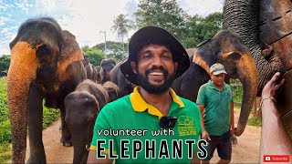 Volunteer with Elephants in Sri Lanka  අලිත් එක්ක දවස් දෙකක්  දිනේෂ් අලි අනාථාගාරයේ ස්වේච්ඡා සේවයට [upl. by Niwred]