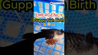 Guppy Fry Care  Emergency Guppy Fish Birth aquarium guppyfishtank fishtank guppyfishtanksetup [upl. by Esyned]