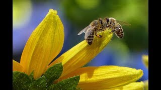 Journée mondiale des abeilles [upl. by Annatnas]