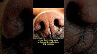 The Unique Fingerprint curiosity facts pets dog animals curiosities shorts short short [upl. by Wack]