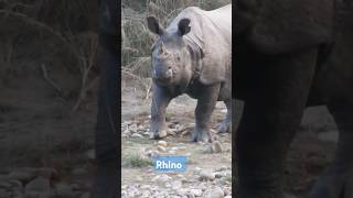 Encounterwithrhinoreels wildlife shortvideo nature wildanimal rhinoanimalsnaturephotography [upl. by Cain439]