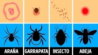 Cómo identificar una picadura de insecto y qué hacer con ella [upl. by Atinrev999]