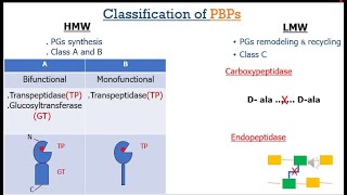 Penicillin Binding Proteins English [upl. by Hsihsa]