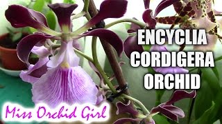 Encyclia cordigera  The cocoa orchid [upl. by Hadihahs62]