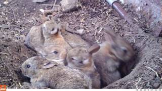 Young life  Baby rabbits and their mom Bushnell Nature View [upl. by Kreiner583]