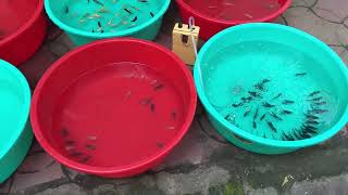 কি কিনলাম শ্রীরামপুর হাট রবিবার॥Buying more fishes from Serampore fish market॥Serampore pet market [upl. by Sidonnie624]