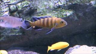 Cynotilapia sp lion  Lions Covewmv [upl. by Nailluj506]