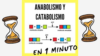 Anabolismo y Catabolismo EN 1 MINUTO [upl. by Fortunia]