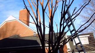 Pruning Crepe Myrtles [upl. by Akselaw]