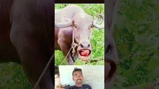 Cow funny reelsflowers comedy [upl. by Anneiv117]