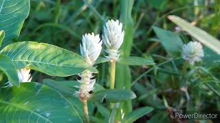 Gomphrena Serrata Plant [upl. by Benoit]