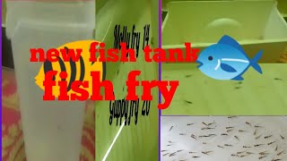 NEW FISH FRY TANK FISH BABIES HOUSE BABY FISH TANK NEW FISH TANK NEW FISH BABYS [upl. by Ennaylil726]