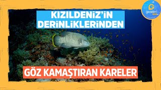 Kızıldeniz’in derinliklerinden göz kamaştıran kareler [upl. by Ahiel]