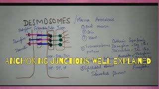 CELL JUNCTIONS PART2 DESMOSOMES amp ZONULA ADHERENS [upl. by Itoyj]