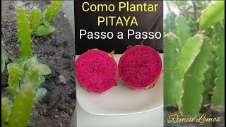 COMO PLANTAR PITAYA PASSO A PASSO [upl. by Leuqcar517]