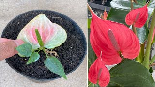 Water solution helps Anthurium root super fast anyone can do it [upl. by Alliuqaj]