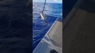 Catching Yellowfin Tuna on a Halco Laser Pro 190 [upl. by Drofkcor515]