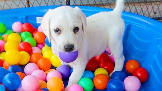 Puppies Go Crazy In The Ball Pit [upl. by Knowle192]