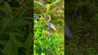 കിലുക്കിച്ചെടി  CROTALARIA PLANT 🫰butterfly plants kerala natural love subscribemychannel [upl. by Nuriel]