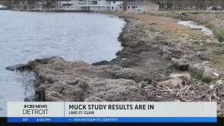 Officials announce testing of mysterious muck on shoreline of Lake St Clair [upl. by Durand293]