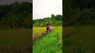 Ricefield🌾 bukiddiaries agriculture bukidislife nature farming bukidfeels buhayprobinsya [upl. by Ulises]