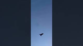 A fruit bat in Maldives [upl. by Augie]