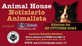 Animal House notiziario animalista del 28 ottobre 2024 [upl. by Ynohtnacram696]