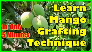 How To Graft Mango Tree Grafting Mango Trees Technique [upl. by Pascha]