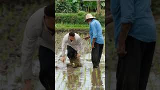 Ronaldo in the rice fields Planting goals or just sinking CristianoRonaldo villagefunnyvideo [upl. by Bernhard]