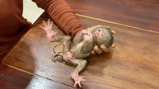 1rst Day Newborn Baby Monkey Weakness amp Have C0rd In New Home [upl. by Lexa]