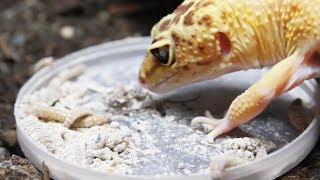 FEEDING TIME FOR THE GECKOS [upl. by Leah]