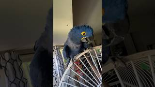 Hyacinth Macaw Talking [upl. by Iilek]