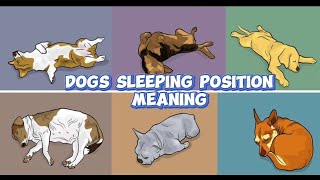 What Your Dogs Sleeping Position Reveals About Their Personality Health and Character [upl. by Enilegnave]