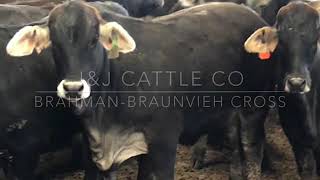 JampJ Cattle CoBraunviehBrahmanChocolate Brahman Cross [upl. by Jude]