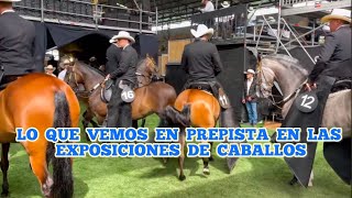 LO QUE VEMOS EN PREPISTA EN LAS EXPOSICIONES DE CABALLOS [upl. by Sakmar825]