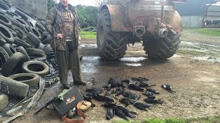 Farm Yard Pest Control Magpie Shooting in Ireland [upl. by Hsara]