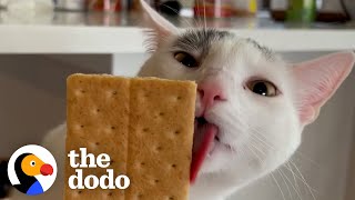 Cat Hates White Claw Cans But Loves Licking Graham Crackers  The Dodo [upl. by Wilburt]