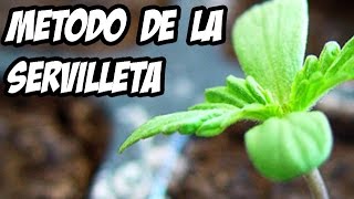 Método de la servilleta para germinar Semillas  La Huerta de Ivan [upl. by Enimrej845]