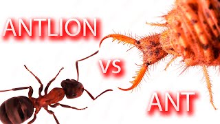 Antlion  the cold blooded killer Ant vs Antlion [upl. by Uni10]