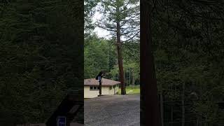 hawk in flight at reeds gap state park [upl. by Prissy818]