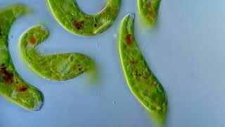 Рух евглени зеленої Euglena viridis [upl. by Jak]