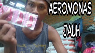 Vlog Mengobati Aeromonas Pada Ikan Lele Obat Apotik Ampuh [upl. by Dao148]