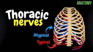 Thoracic Nerves Intercostal  Subcostal  Anatomy [upl. by Azarcon847]