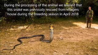 Release of rescued King Cobra Ophiophagus hannah [upl. by Odlonyer]