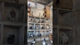 Pigeons Colony  Pigeons Home  Kabotar Ka Ghar  Kabutar colony  100 pigeons [upl. by Joyann470]