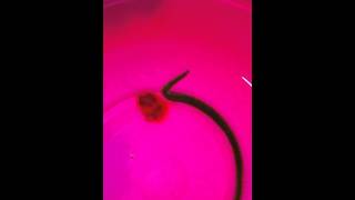 Oenone Fulgida Marine Aquarium Worm quotVery Badquot [upl. by Perloff489]