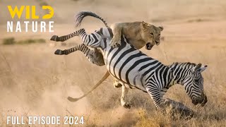 WILD KENYA  The Great Migration and Survival in the Realm of Predators  Animal documentary [upl. by Eadnus]